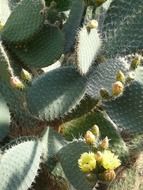 yellow flowers on a flat cactus