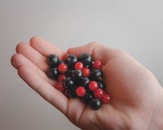 red and blue berries in hand