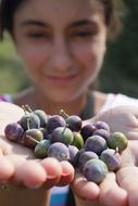 blueberries on the hands of a girl