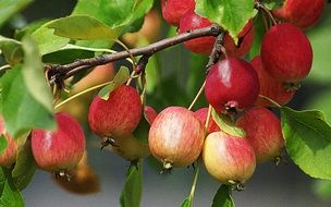 small wild apples