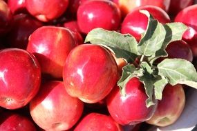 tasty and fresh apple red fruit