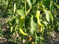 organic green peppers in a garden