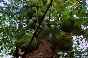 jackfruits on tree