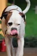 boxer dog with a long pink tongue