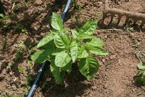 basil growing in the garden