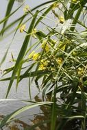 yellow flowers at grey calm water