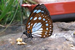 butterfly takes food on the ground