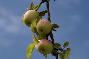 apple tree aesthetic branches healthy vitamins fruits