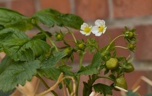 closeup photo of the strawberry plant