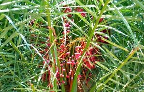 Tropical date palm tree