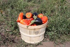 harvest of vegetables in a wooden bucket