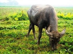 grazing buffalo on the pasture