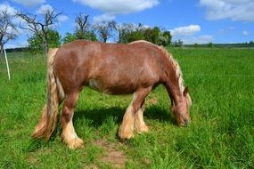 brown horse grazes in a green meadow