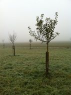 orchard with young fruit trees