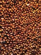 ripe nuts
