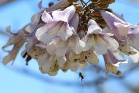 bee near the pink flowers macro photo