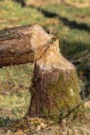 painting of a gnawed log by rodent animals