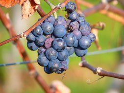 bunch of grapes in the yard