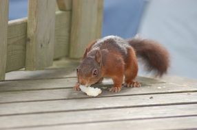squirrel eats bread