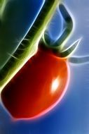fractal image of tomato