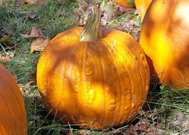 yellow pumpkins on green grass