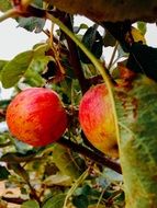 red apples on a branch with green leaves close-up