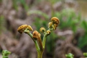 close up wild plant