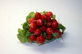 bunch of fresh radishes