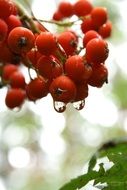 red berries on rowan tree