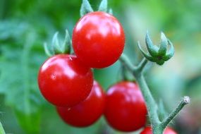 dainty gardening vegetable