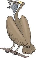 drawing of pelican with fish in its beak