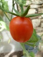 red tomato on a green plant stem near the wall