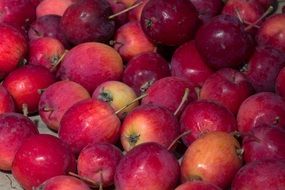 harvest of red ripe apples close up