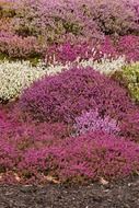 blooming purple bush