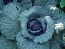 purple cabbage in the garden