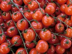 A lot of the tomatoes on the bush