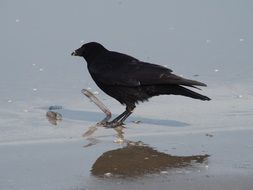 crow eats on the beach