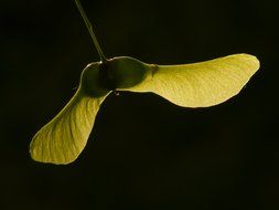 needle of the leaf maple