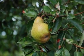 fresh pear tree fruit