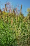 Long green grass in summer