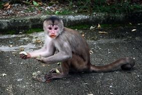 little mono monkey