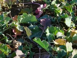 winter oilseed rape closeup