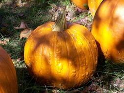 organic pumpkins in the glare of light