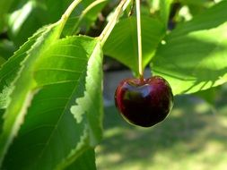 ripe cherry beneath leaves on branch