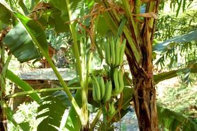 green bananas on plant in wild, Indonesia, bali
