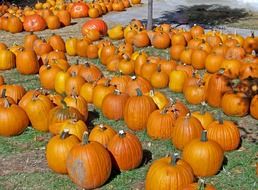 harvest of healthy orange pumpkins