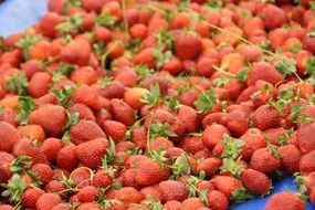 strawberries, red berries