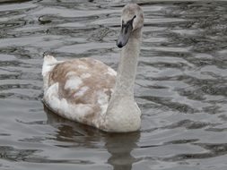 swan food