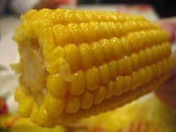 yellow corn food