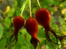 three rose hip fruits close up